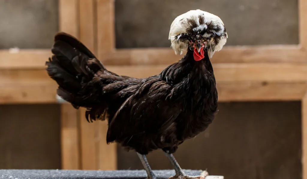 polish chicken stands on a wooden table inside the coop