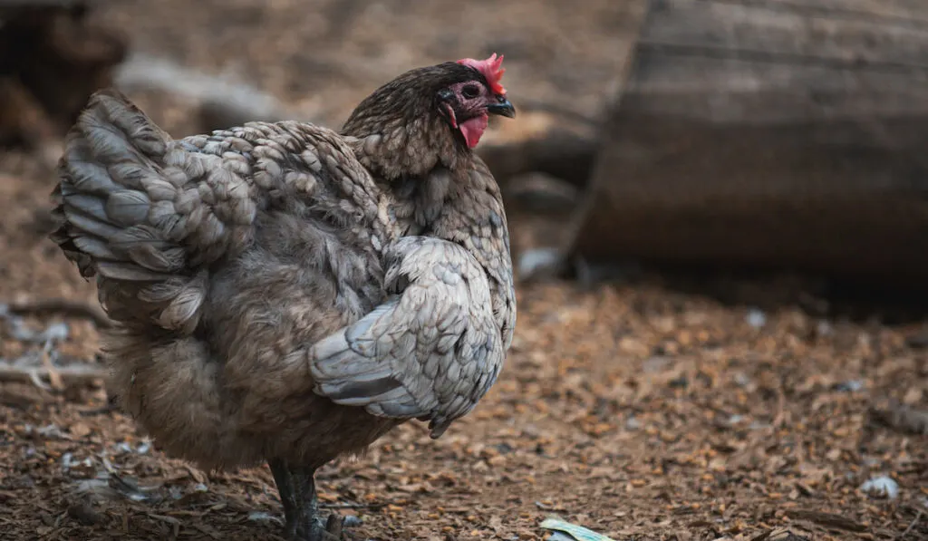 Blue copper maran chicken standing in the coop