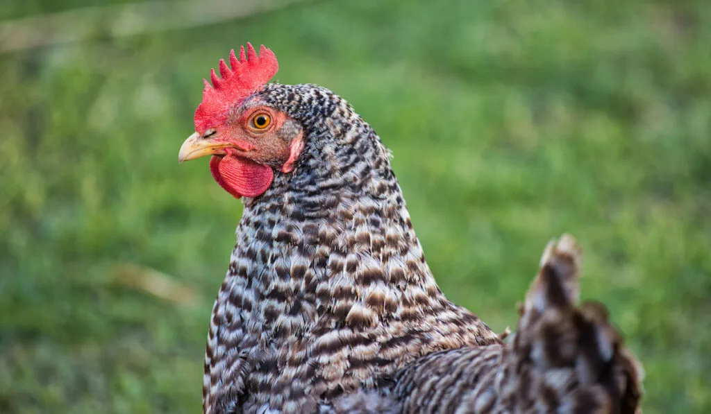 Portrait of Plymouth Rock Chicken