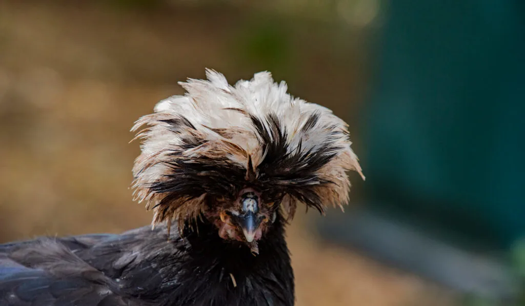 white crested Black polish chicken