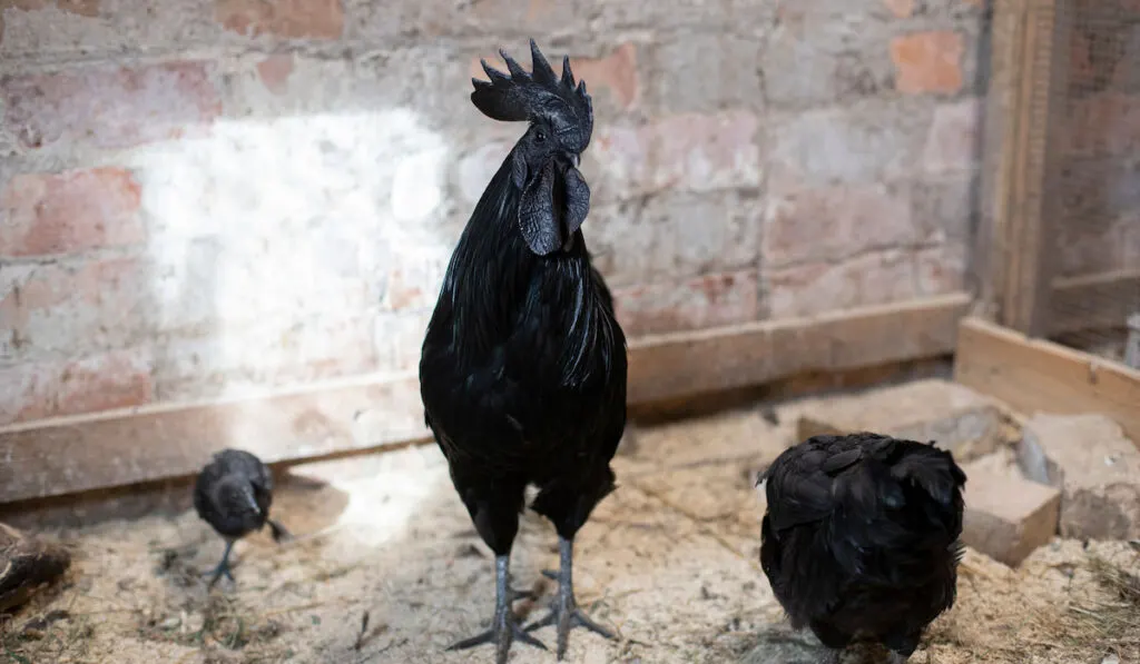 black cock variety named ayam cemani
