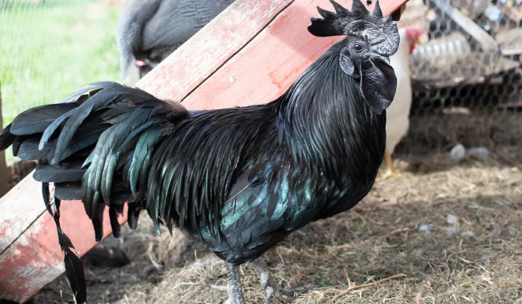 black cock variety named ayam cemani