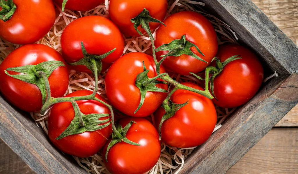 Red tomatoes