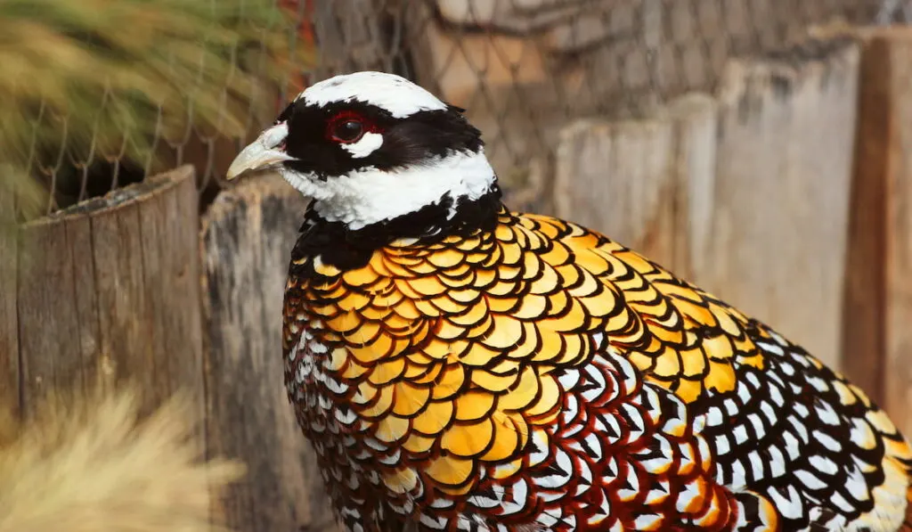 Reeves Pheasant