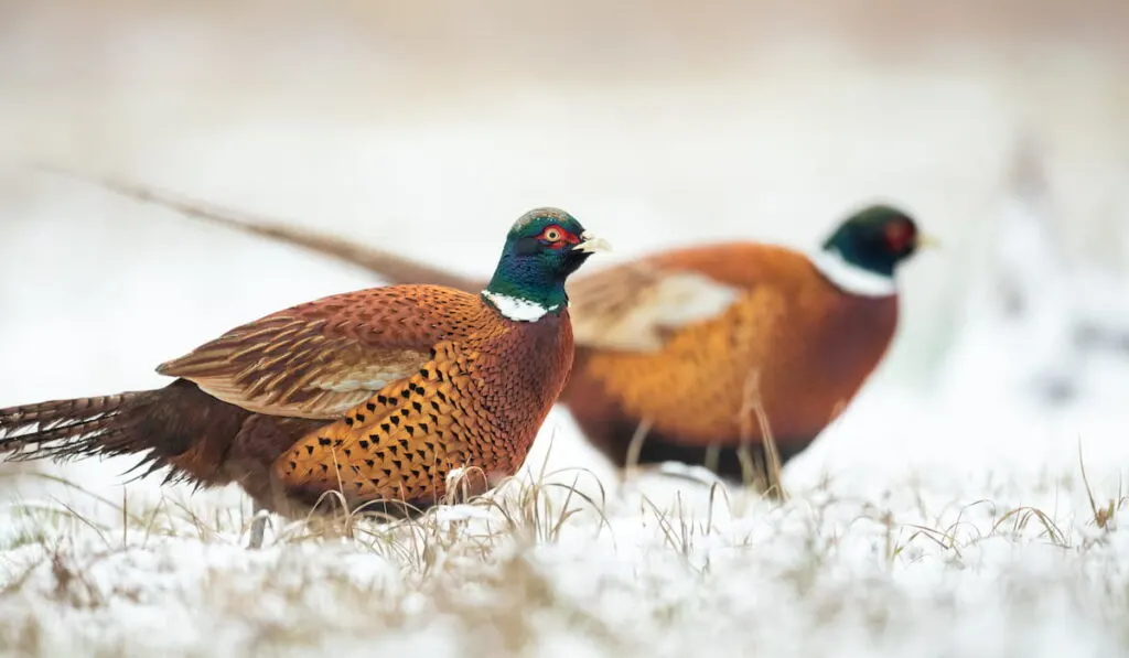 Ring-necked pheasant in natural habitat