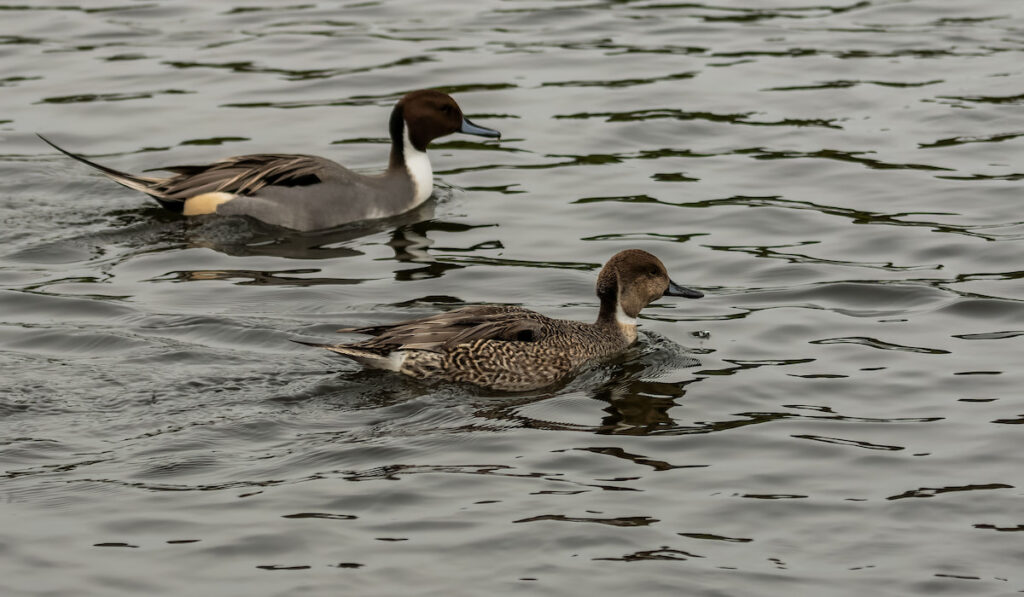 Scenic view of a pair of northern pintail ducks swimming on the pond
