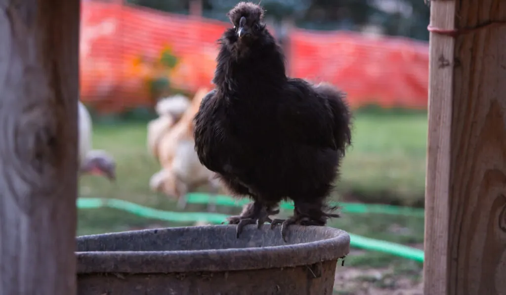 Selective focus shot of a black silkie chicken on a dirty bucket