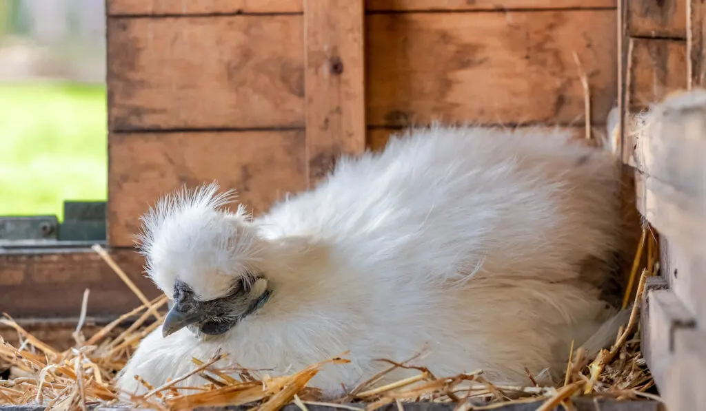 Silkie bantam hen seen sitting on a clutch of eggs in her makeshift chicken house