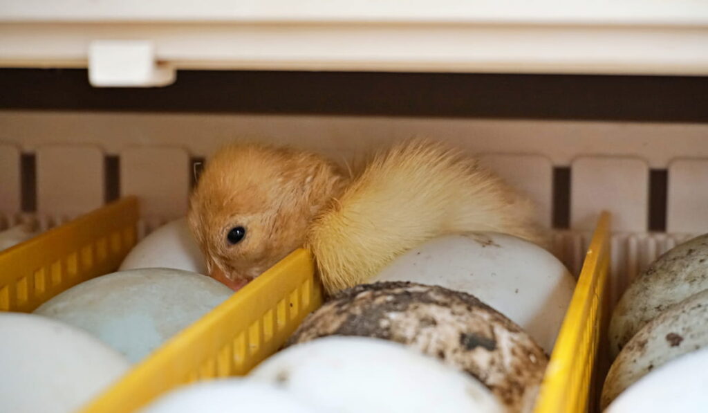 Small Duckling Hatches From The Egg