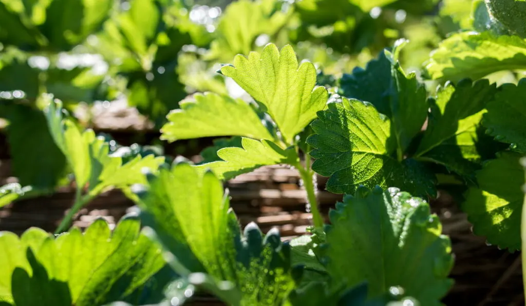 Strawberry Leaves growing in the garden