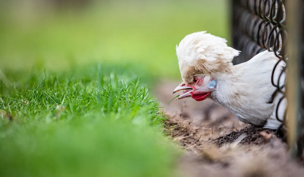 Sultan chicken eating grass from behind the fence