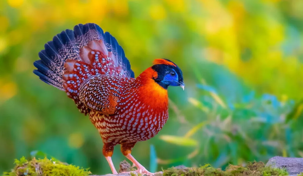 Temminck's Tragopan foraging in the forest