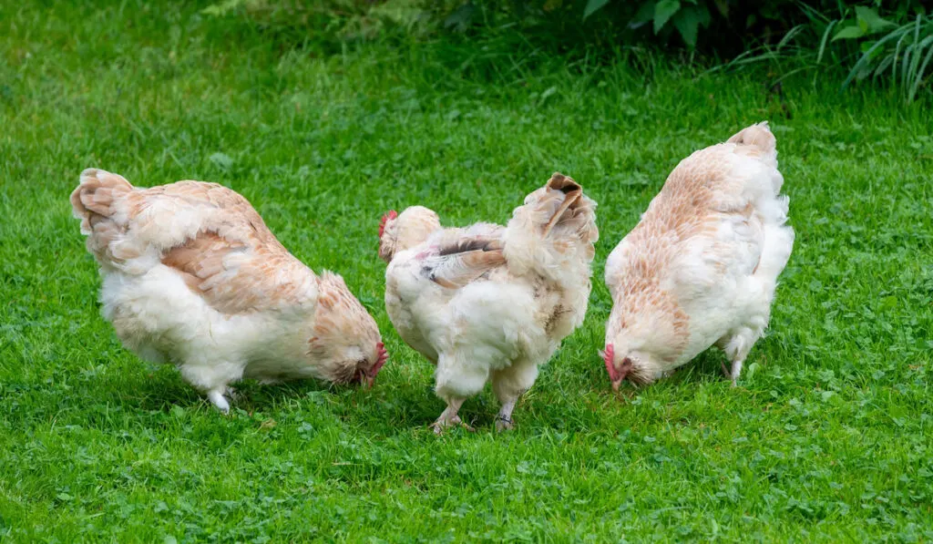 Three Faverolle chickens pecking from the green grass