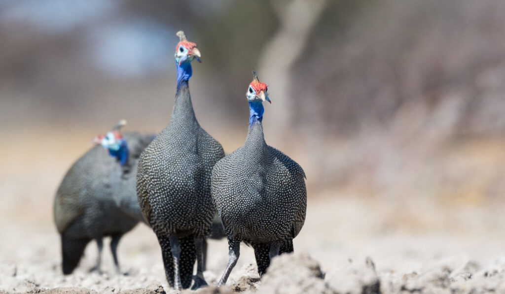 Three Guinea fowls standing at National park