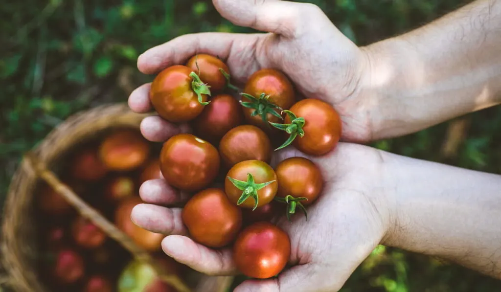 Tomatoes 