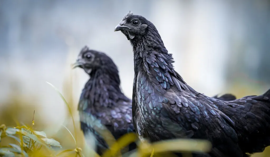 two ayam cemani black chicken 