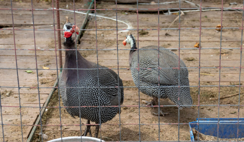 Two Guinea Fowl bird behind wired coop on a farm