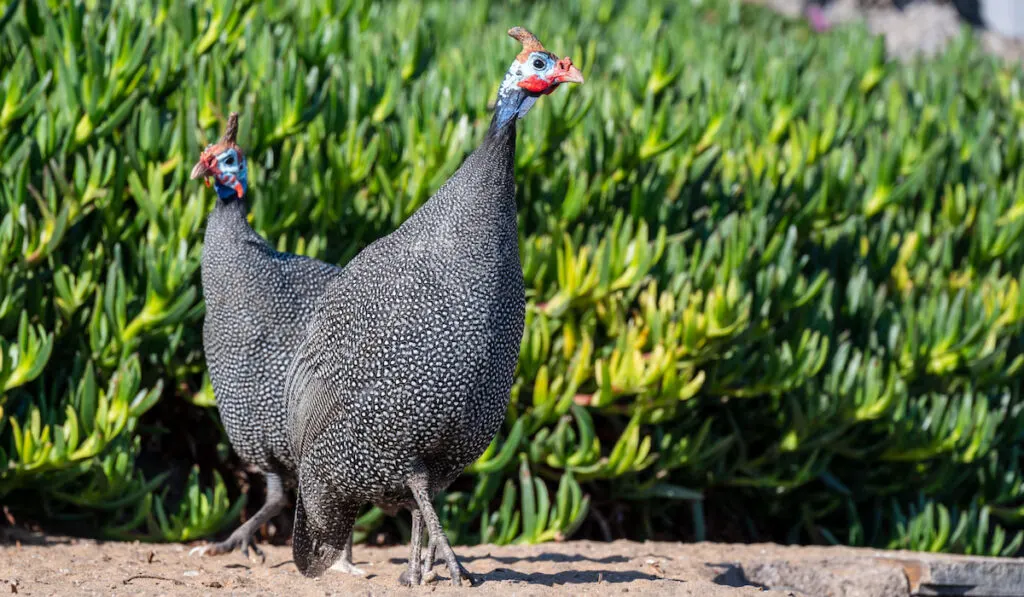 Two Guinea fowls