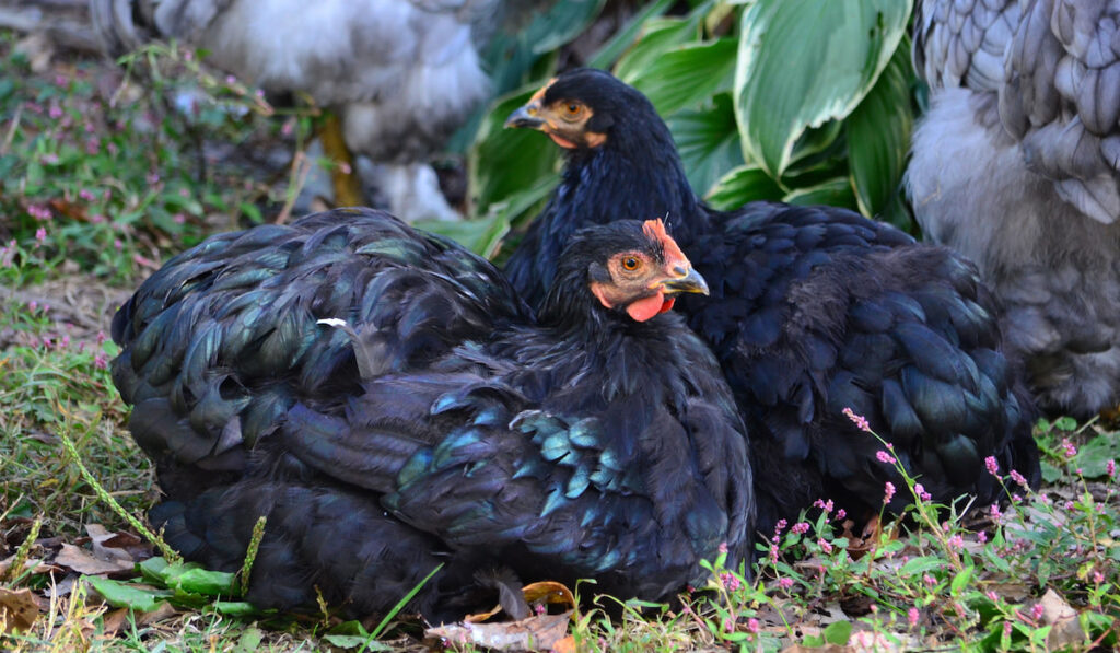 Two black cochin chickens laying on the grass 