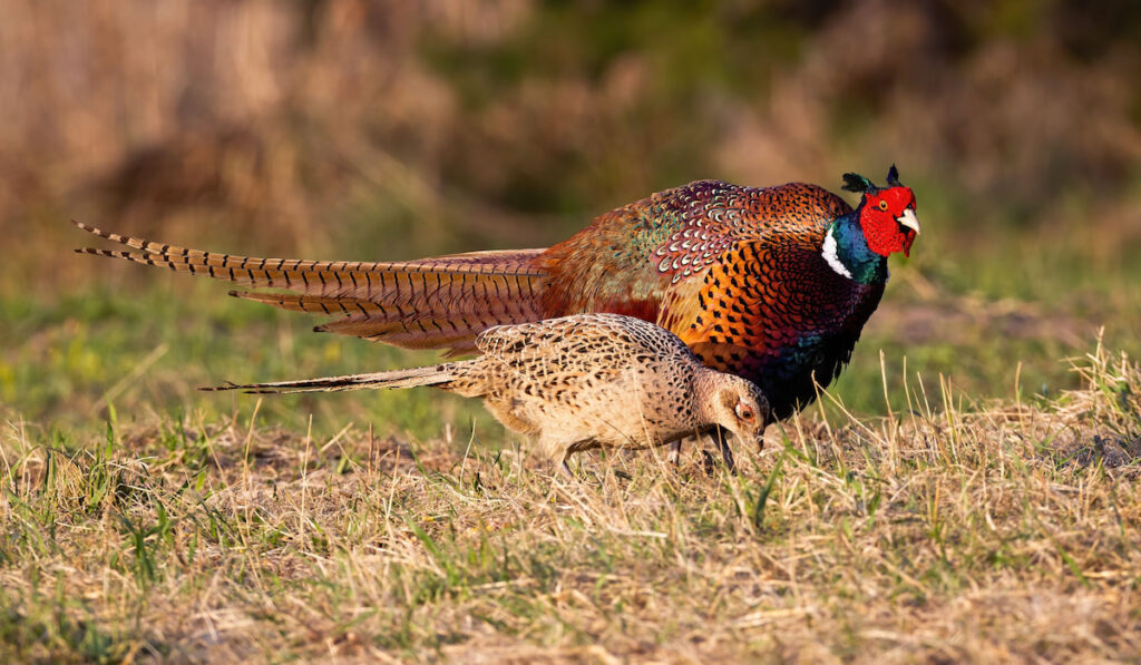 two common pheasants on meadow