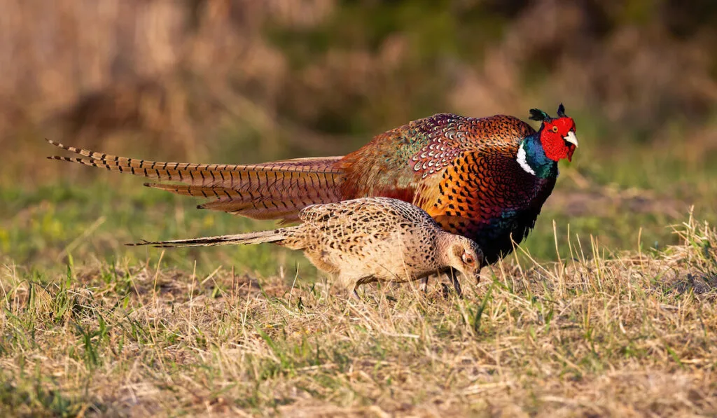 Common Pheasant  National Geographic