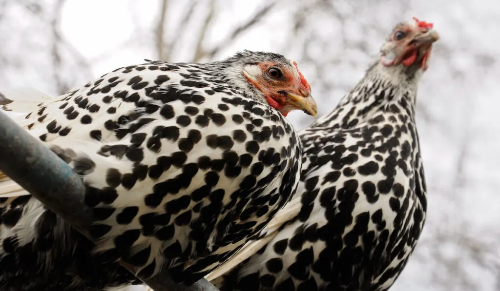 two hamburg hens on a metal pipe