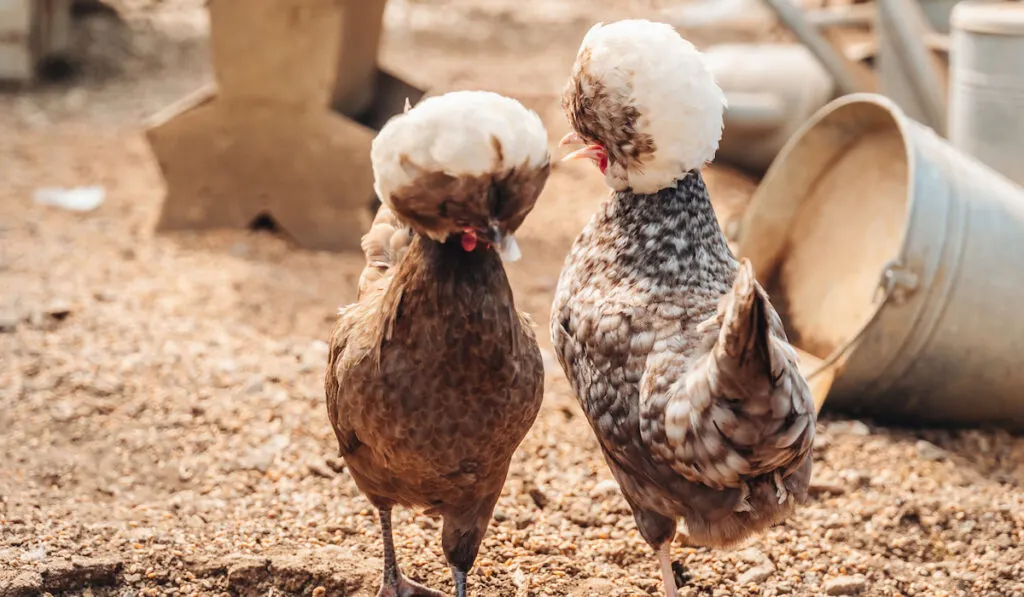 two polish chickens on the farm