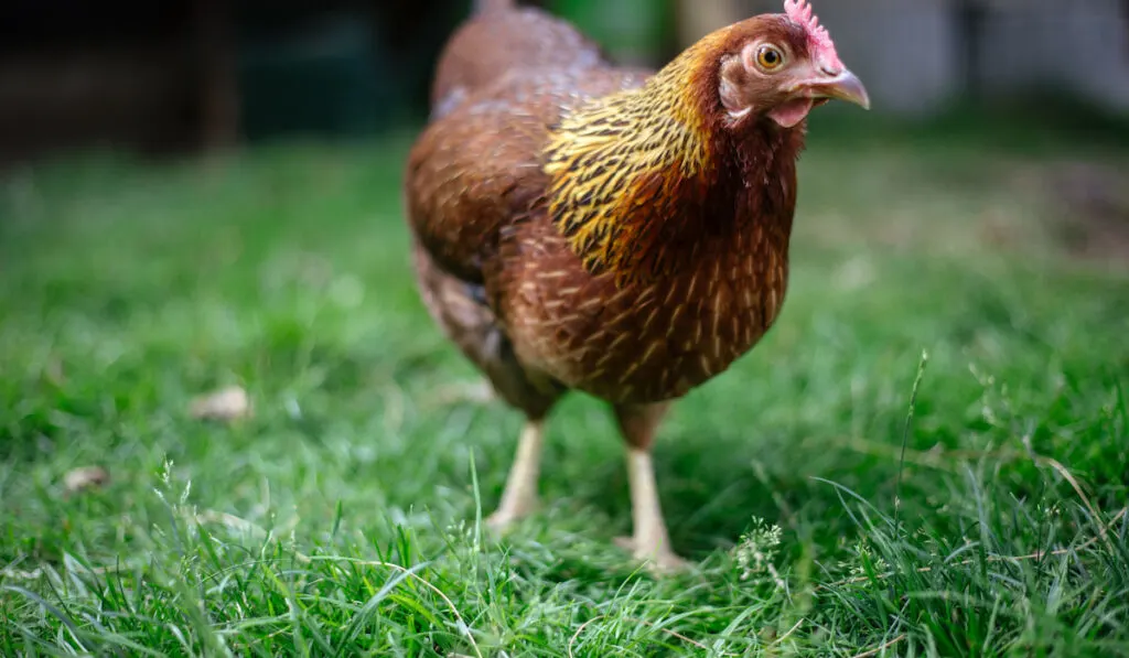 Welsummer chicken in the garden