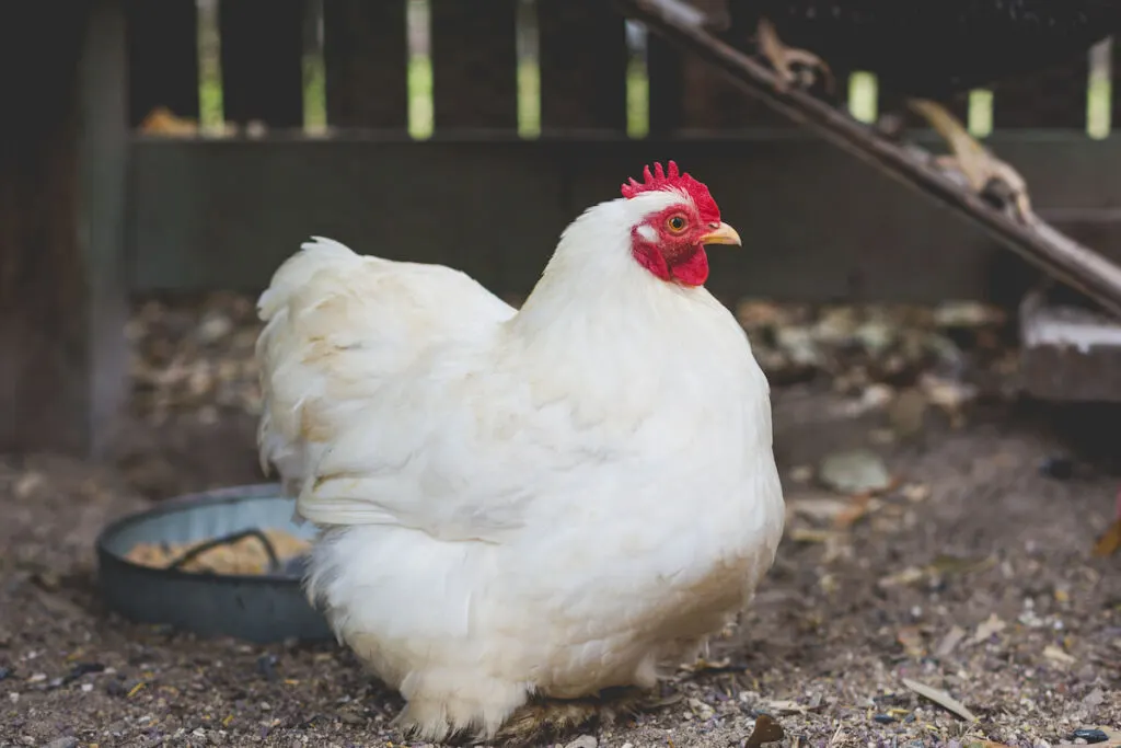 White Bantam Cochin hen in coop