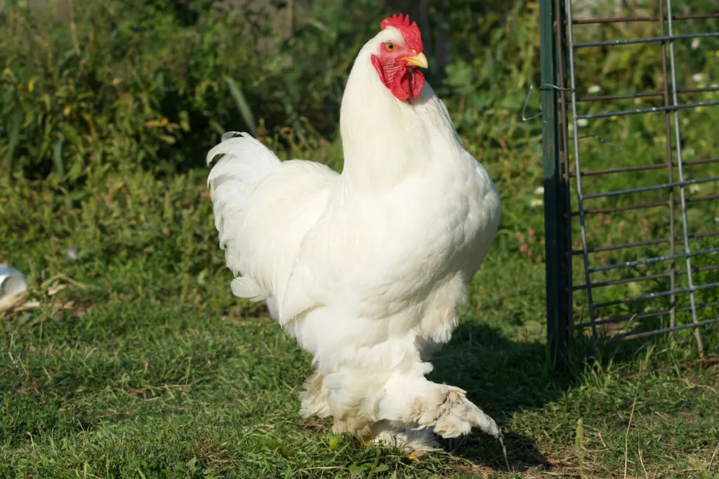 White Cochin chicken with feathered feet walking in the garden