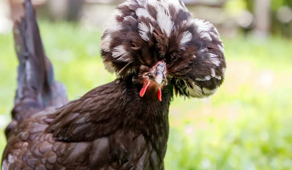 white crested black polish Bantam chicken in the backyard farm