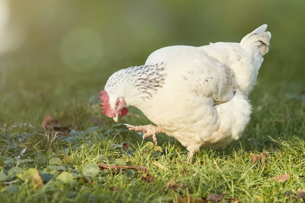 White Sussex chicken free range in garden in warm light
