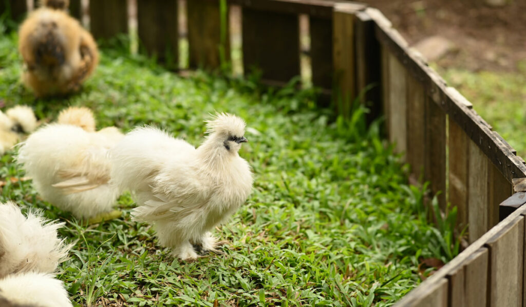 White fluffly silkie chickens walk on the green grass with wooden fence