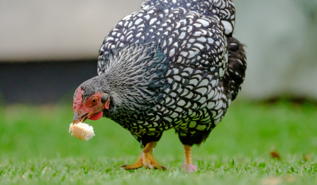 Wyandotte silver-laced hen Chicken seen grabbing a piece of bread