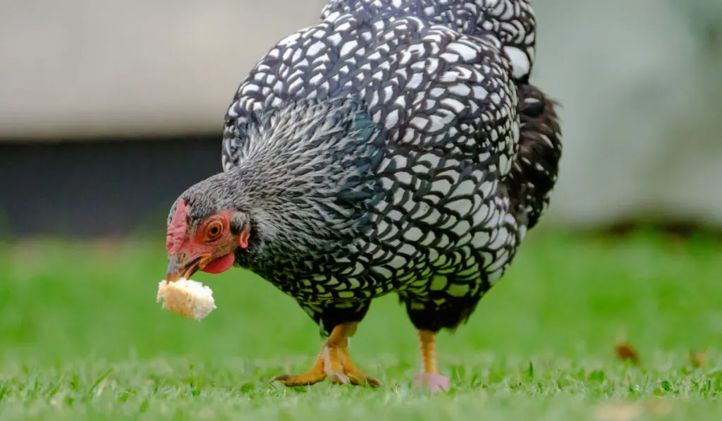 Wyandotte silver-laced hen Chicken seen grabbing a piece of bread