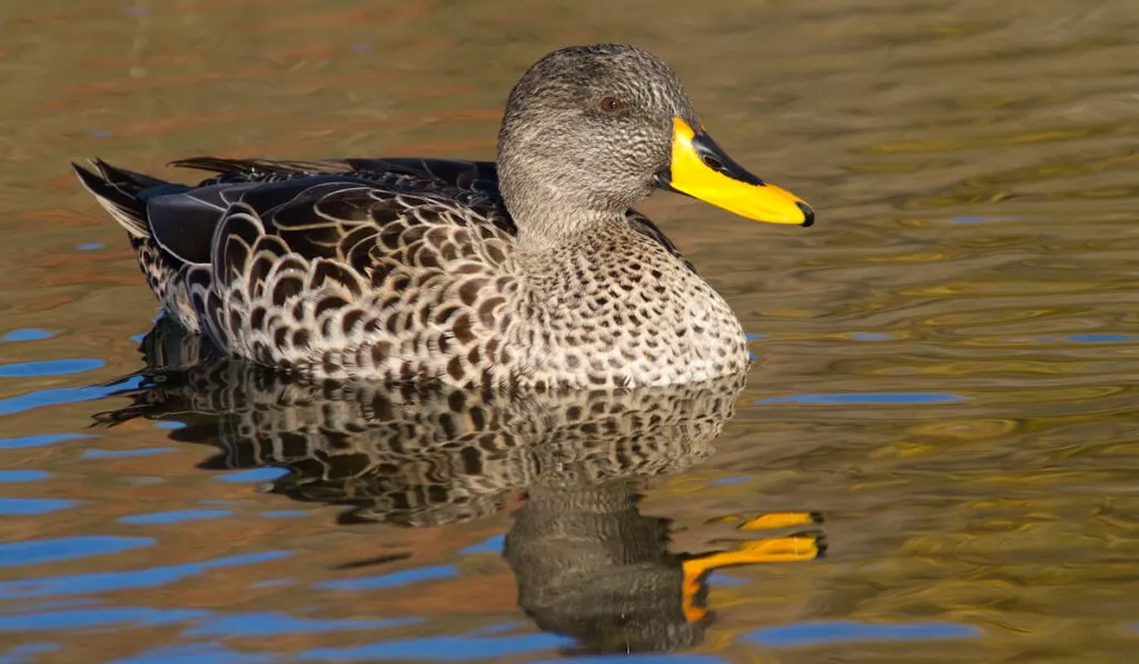 Yellow-billed duck swimming on a pond