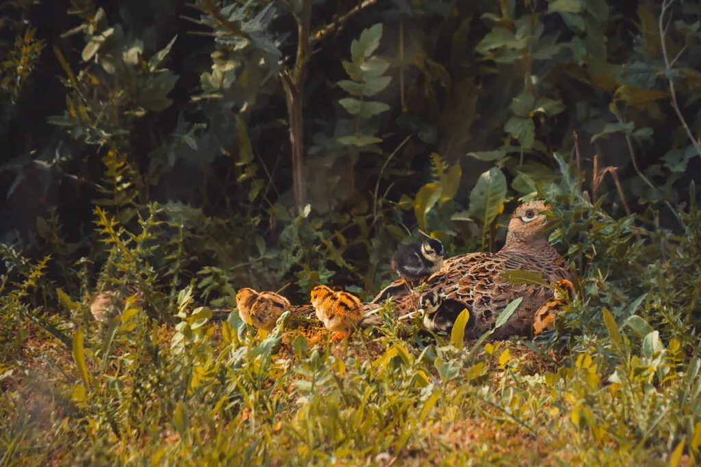 baby pheasant and mother pheasant 