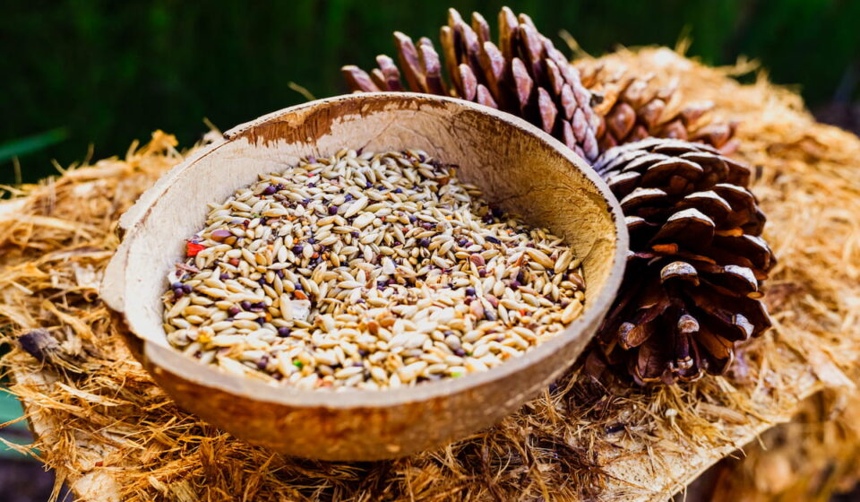 9 Healthy Treats for Guinea Fowl The Hip Chick