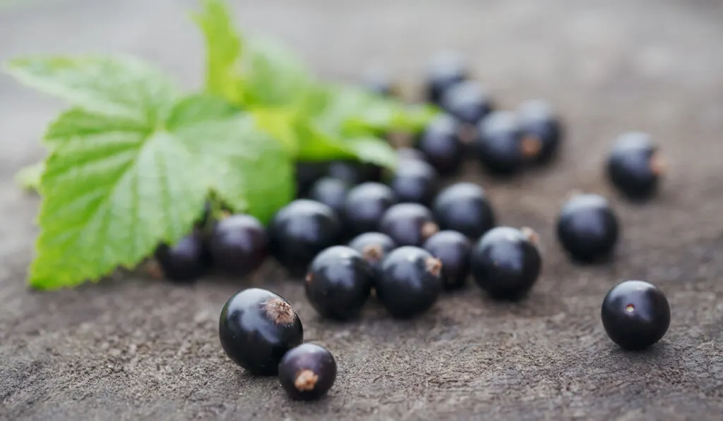 black currant and leaf on the ground 