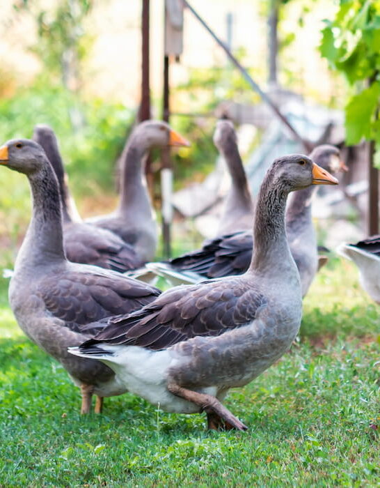 domestic geese