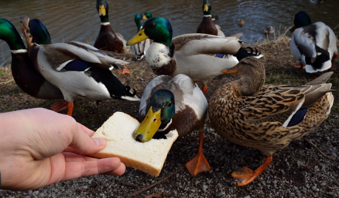 13 Healthy Snacks for Ducks The Hip Chick