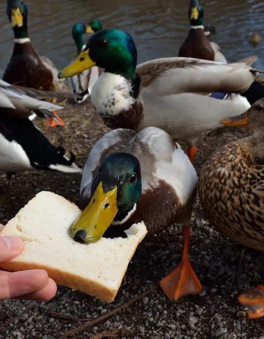 ducks feed with bread as treat