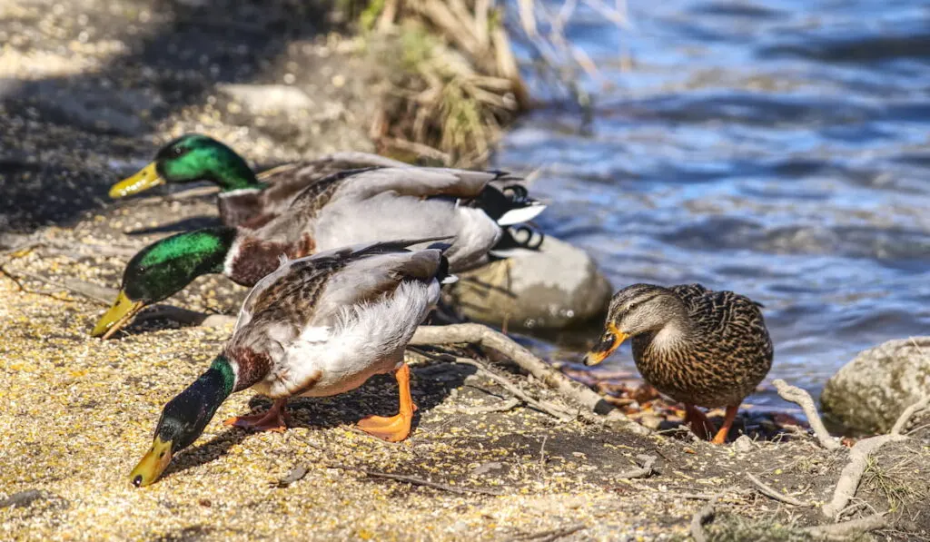 ducks eating seeds on the side of a lake 