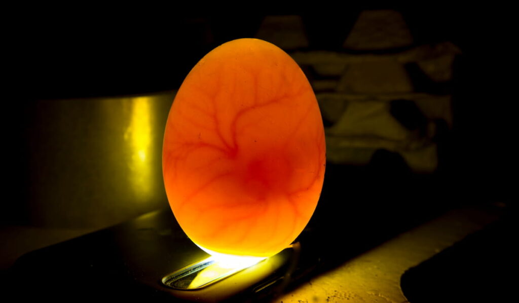 egg with chicken embryo inside