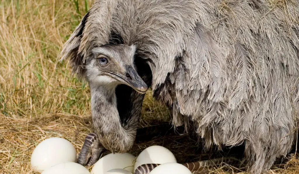 emus with eggs