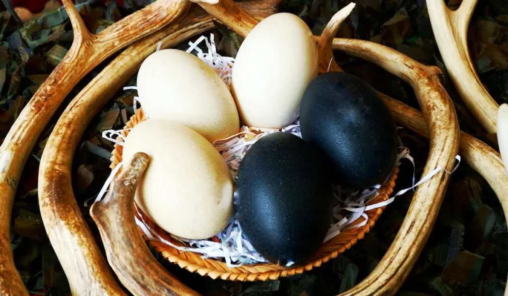 emus eggs in the nest with antler