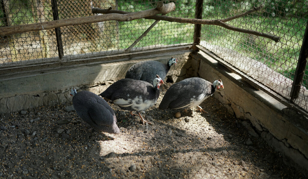 flock of guinea fowl eating in a metal wire cage in a rural area
