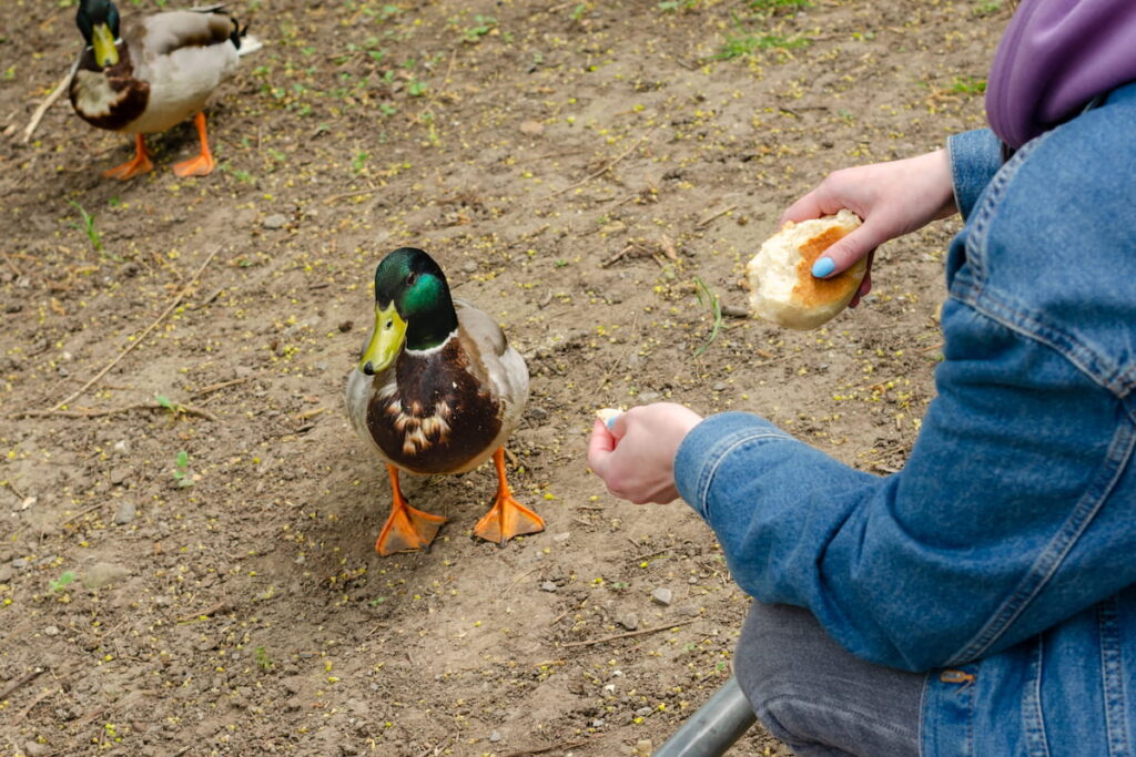 girl feeds bread to wild ducks 