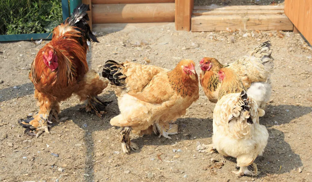 group of Cochin chicken outside the coop