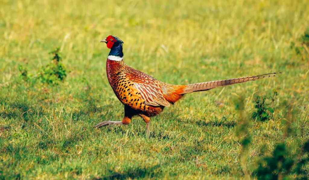 kansas ringneck pheasant